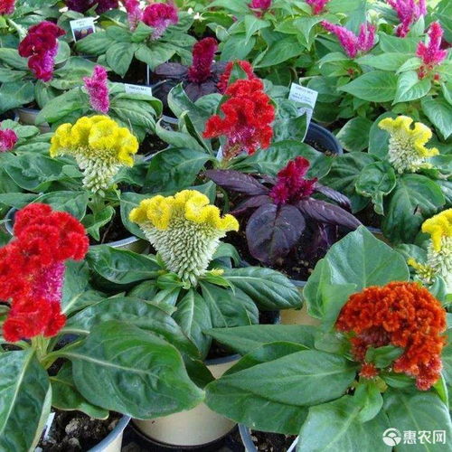 雞冠花種子鳳尾冠狀雞冠花 庭院陽臺花卉盆栽花籽 春秋四季播易價格1.9元 包 惠農(nóng)網(wǎng)