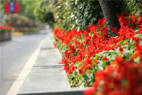 春日氣息撲面而來,五角場環(huán)島景觀花卉上新