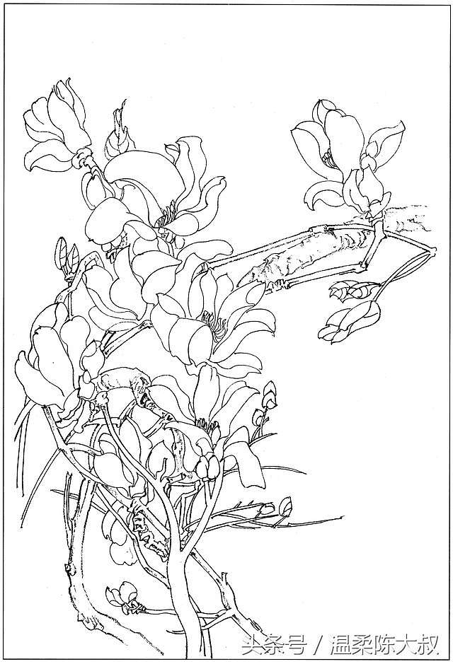 白描,花卉,工筆玉蘭線(xiàn)描畫(huà)譜