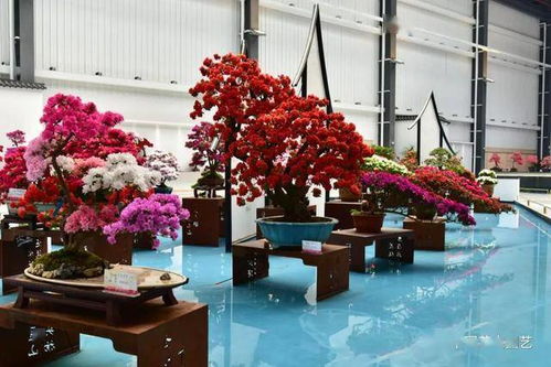 十里杜鵑迎八方來客 第十七屆中國杜鵑花展覽會(huì)在江蘇常州開幕 動(dòng)態(tài)