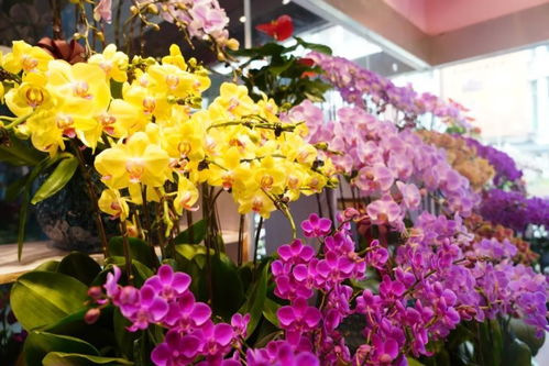 閔行這兩個(gè)花卉市場(chǎng),涵蓋高端 平價(jià)產(chǎn)品,快去逛逛吧