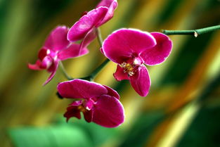 在北京世界花卉大觀園拍藍(lán)花